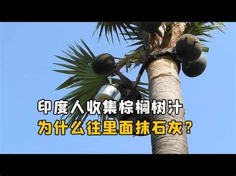 棕櫚樹不是樹